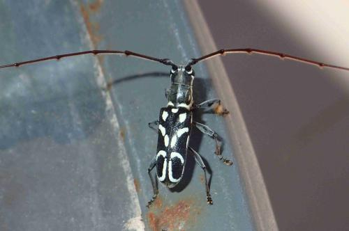 Microlenecamptus signatus